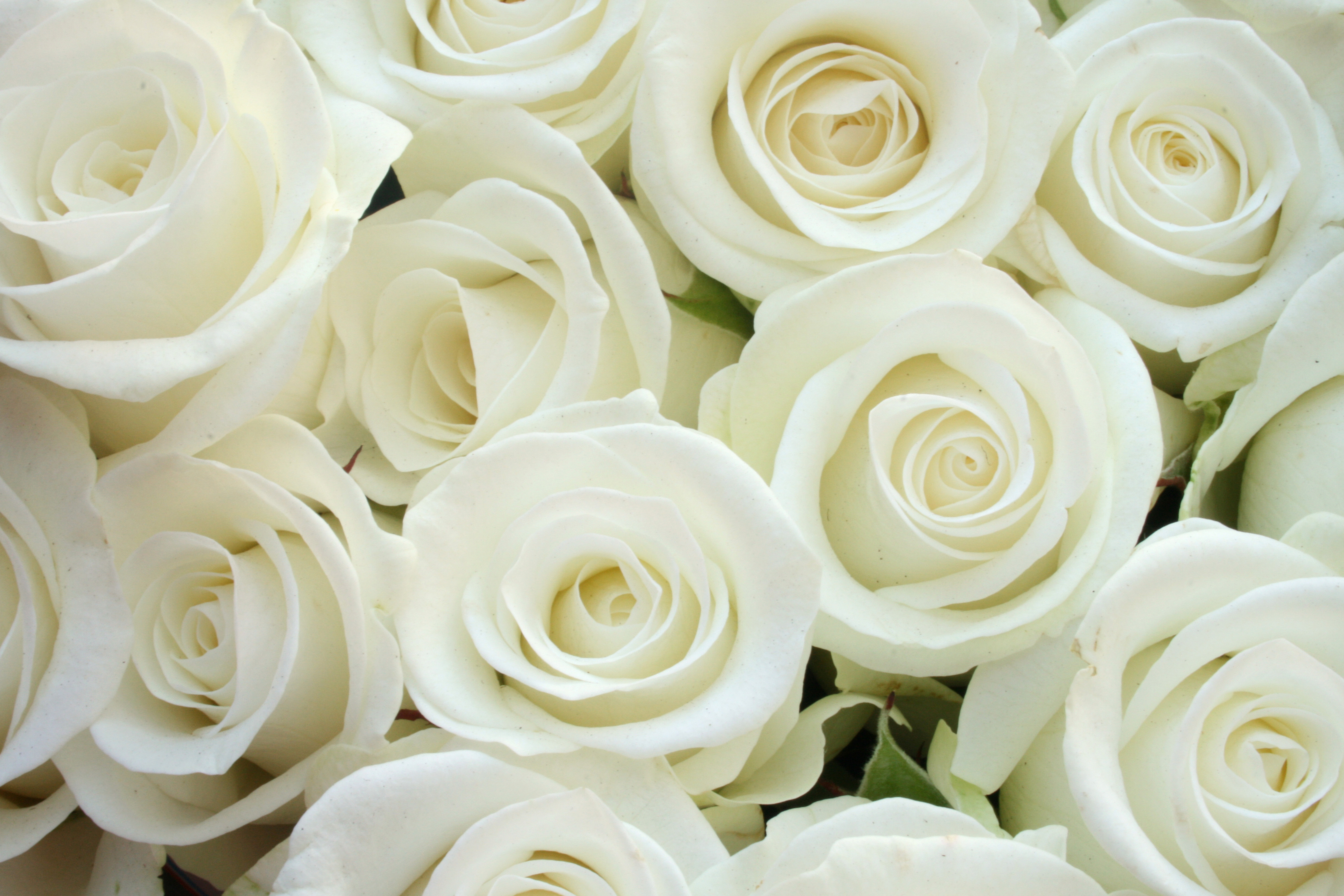 Фотообои букет белых роз